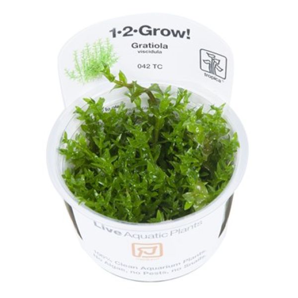 Gratiola viscidula/ Klebriges Gnadenkraut 1-2-Grow!